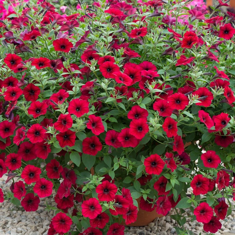 Buy 40 plus 20 FREE plug plants Petunia Tidal Wave Red Velour ...