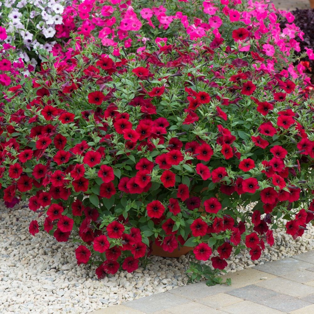 Tidal Wave Petunias