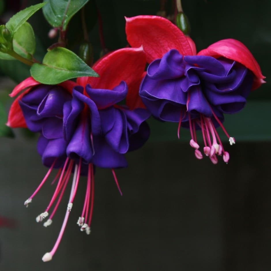 <i>Fuchsia</i> 'Dark Eyes'