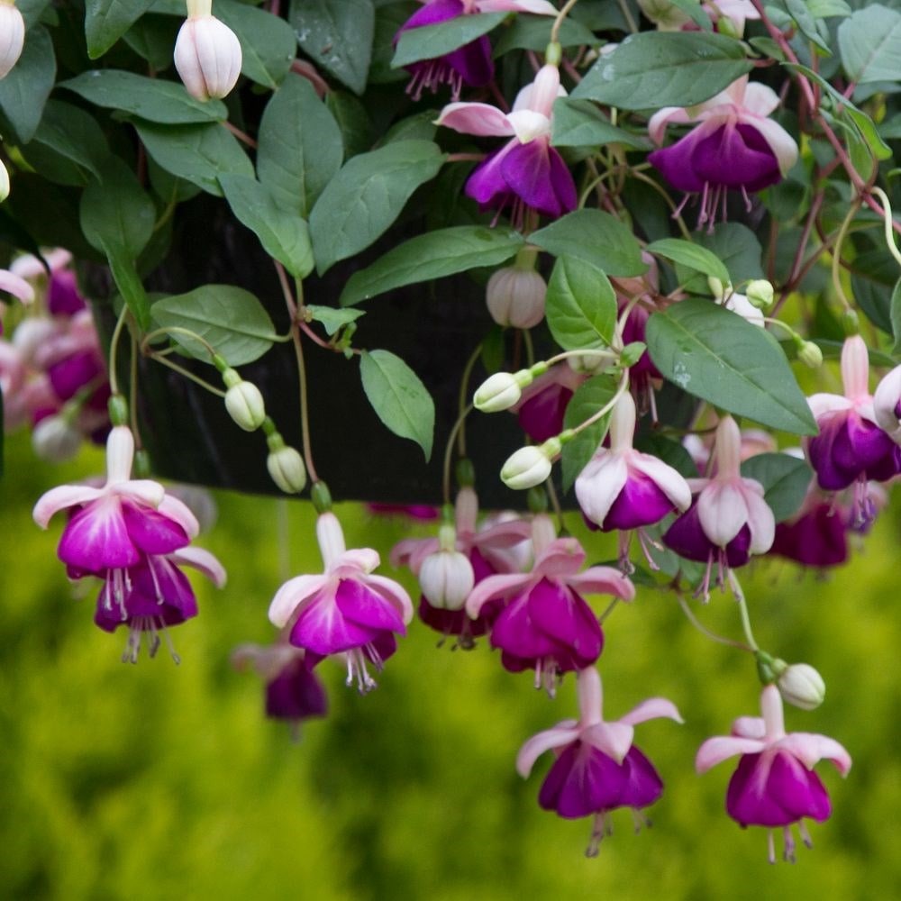 Product options image