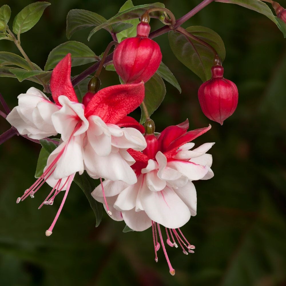 Buy Trailing Fuchsia Fuchsia Swingtime Delivery By Waitrose Garden   Pl2000023204 