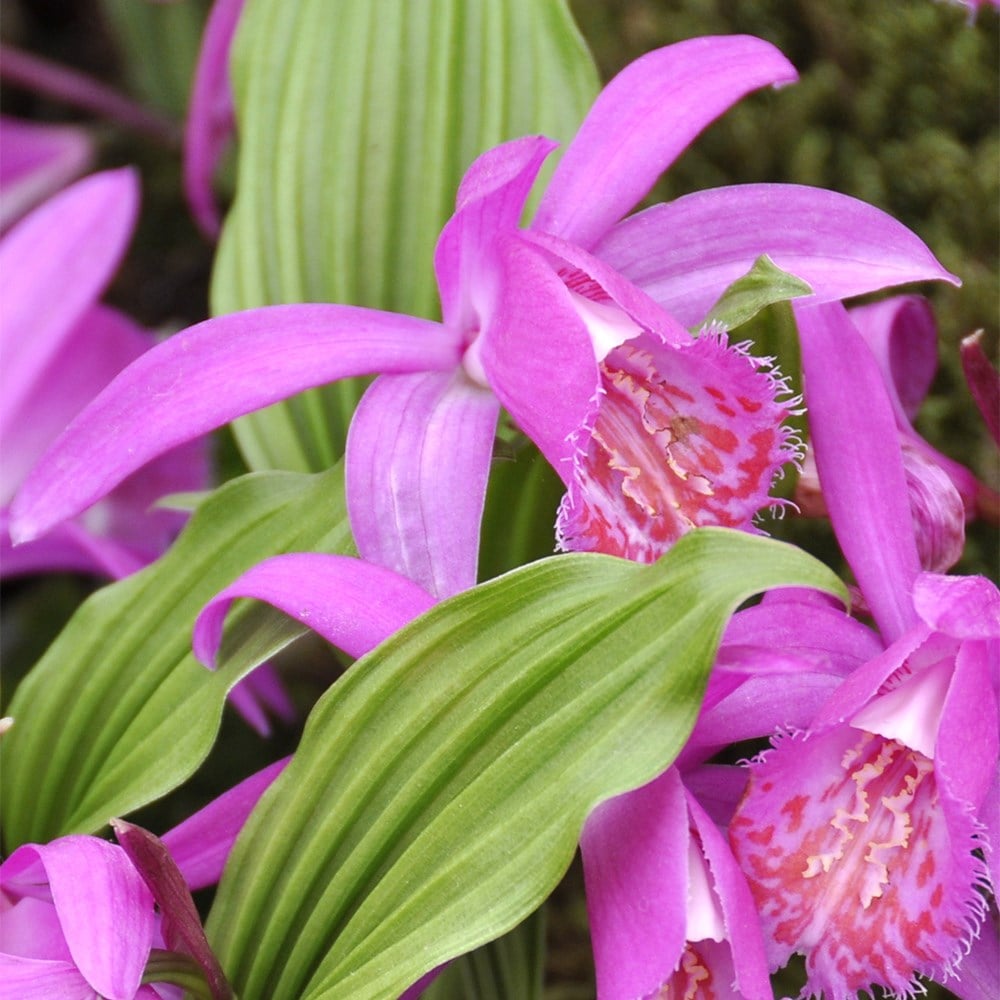 Product options image