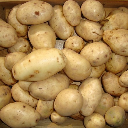 potato Majestic