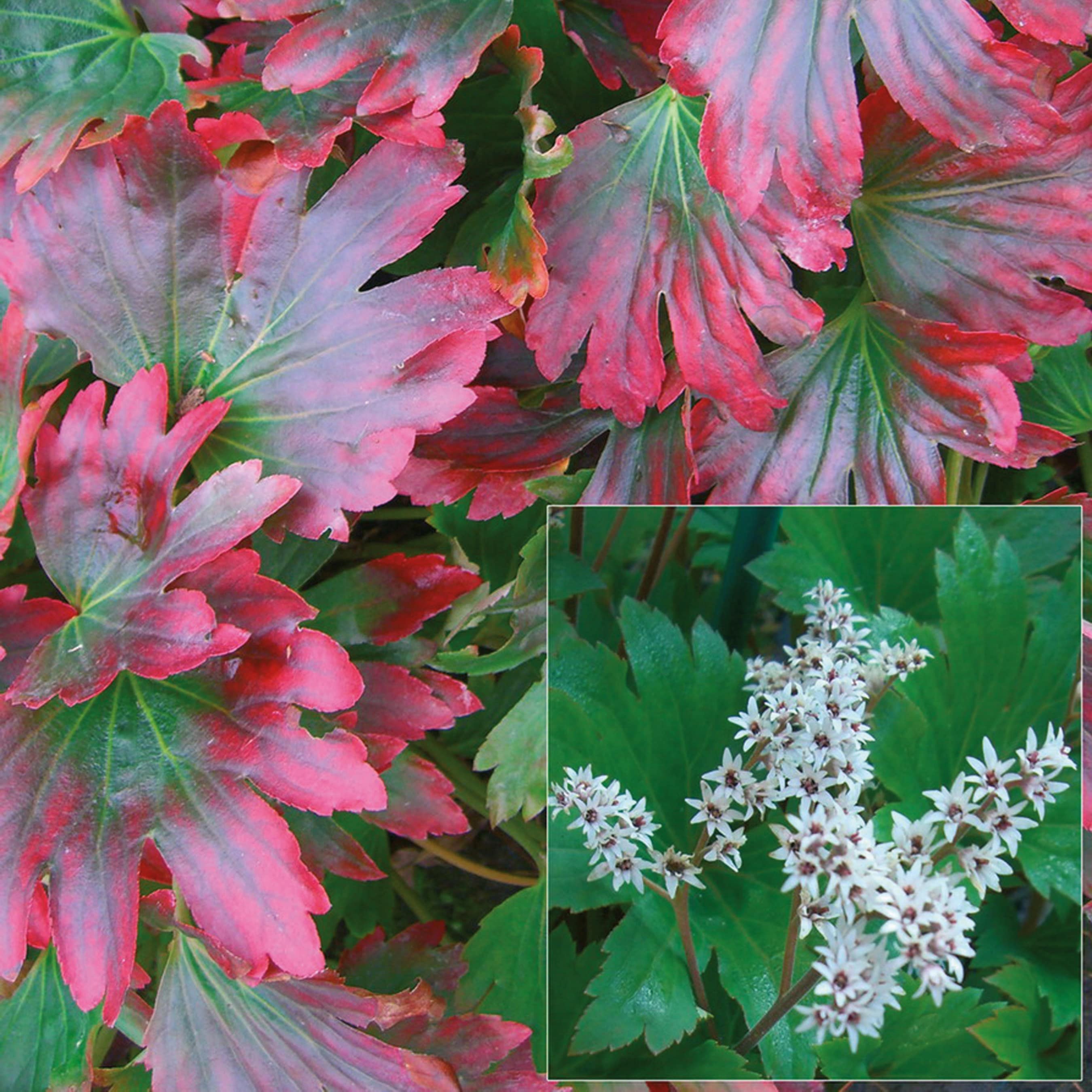 Product options image