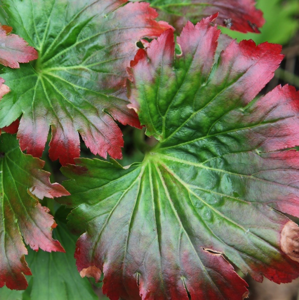 <i>Mukdenia rossii</i> 'Karasuba'