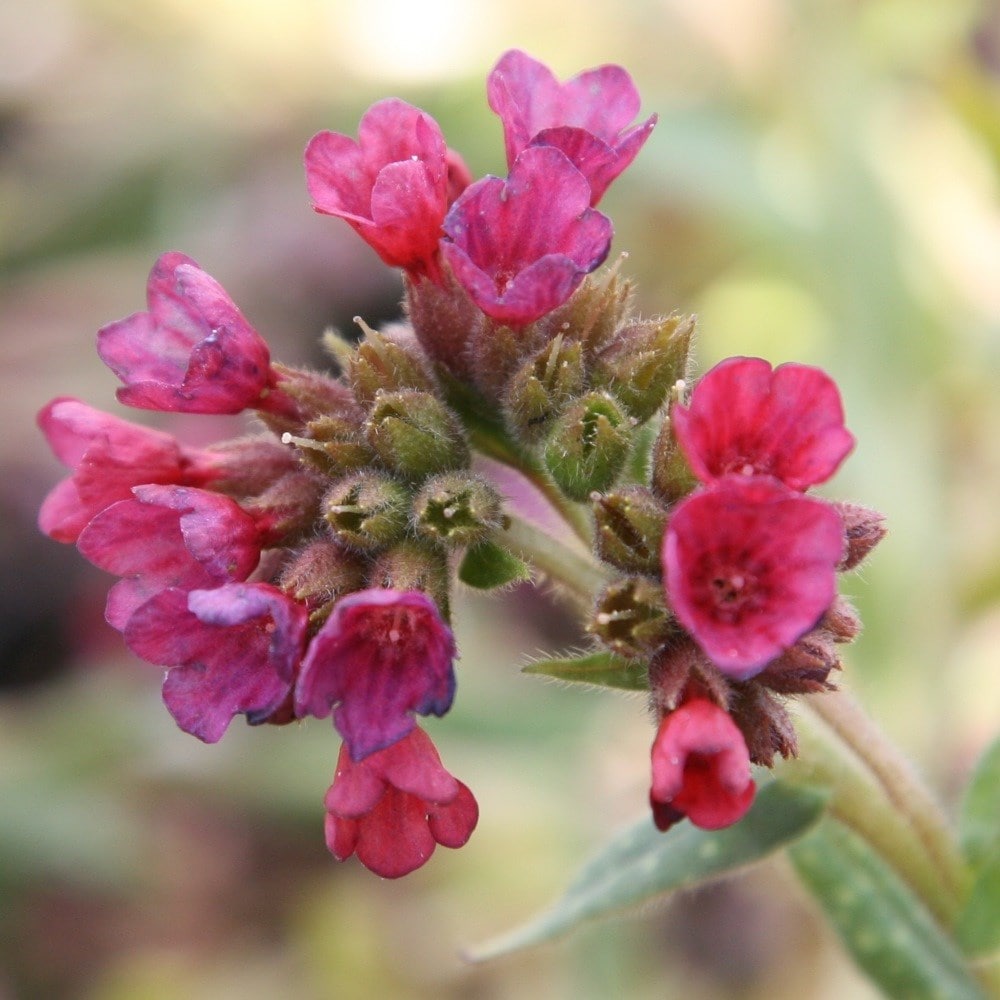 <I>Pulmonaria</i> 'Raspberry Splash' (PBR)