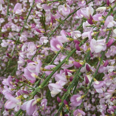 Picture of Cytisus Moyclare Pink