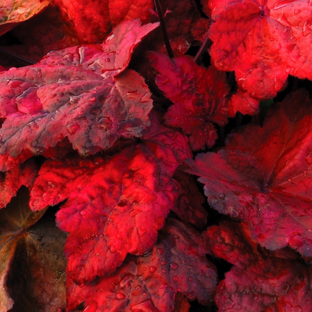 Product options image