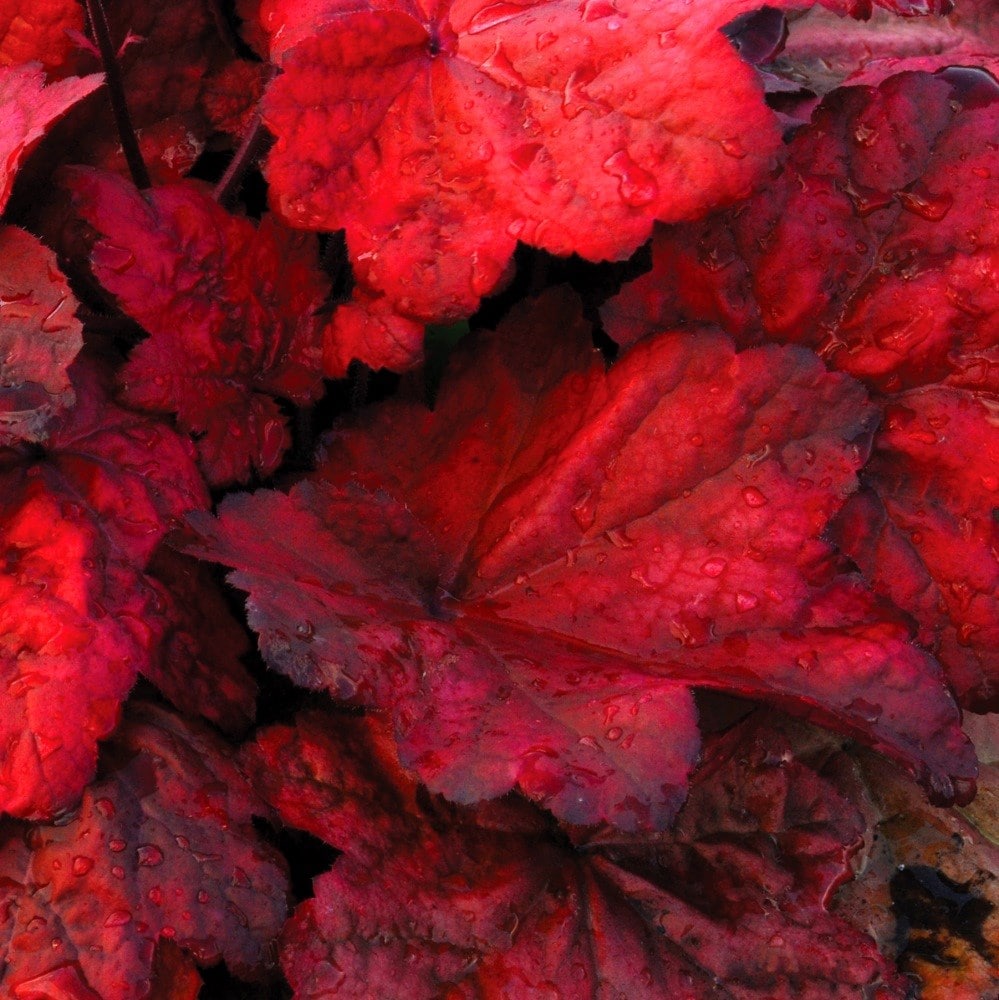 <I>Heuchera</i> 'Autumn Leaves' (PBR)