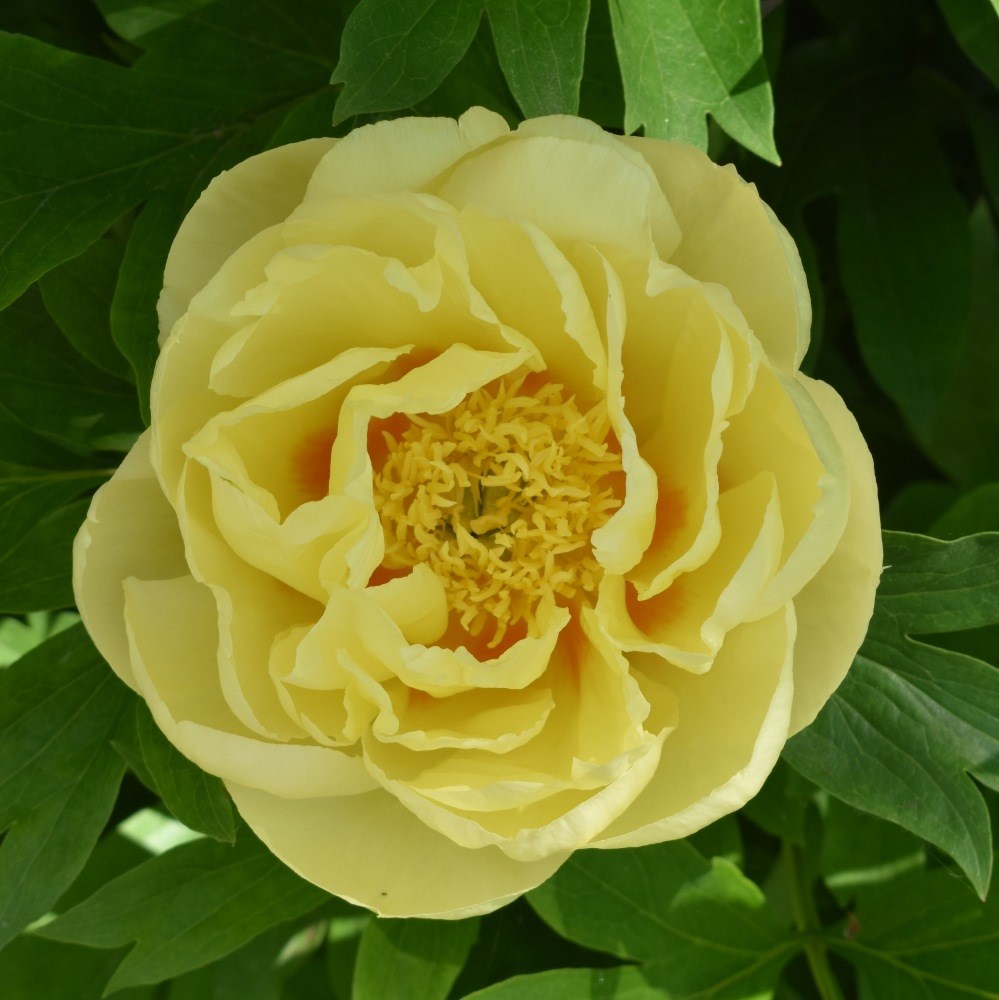 <i>Paeonia</i> 'Bartzella'