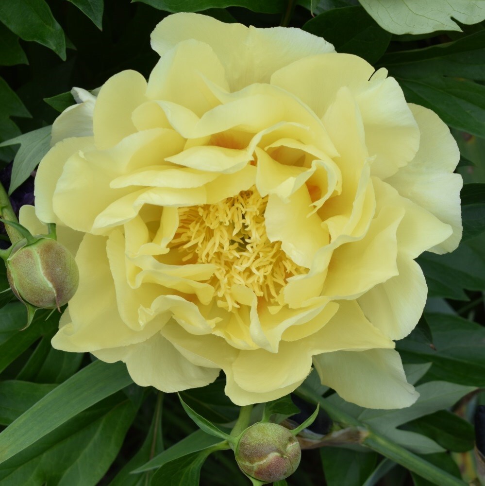 <i>Paeonia</i> 'Bartzella'