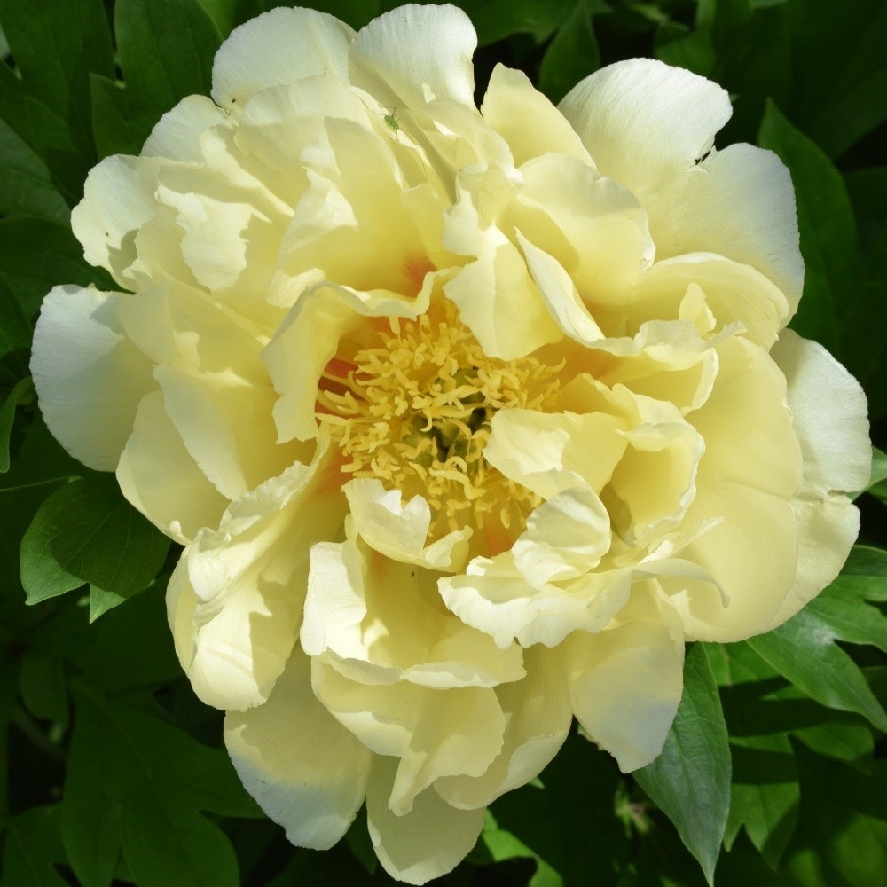 <i>Paeonia</i> 'Bartzella'