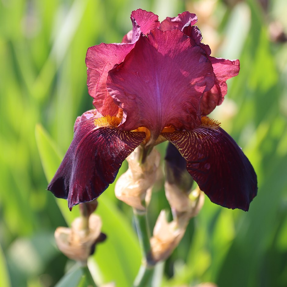 Buy Bearded Iris Iris Benton Caramel Buy Bearded Iris Iris Benton Caramel