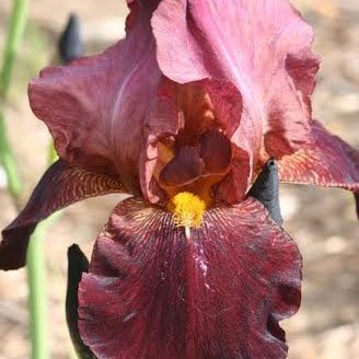Iris Benton Caramel
