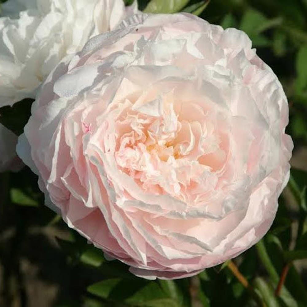 Product options image