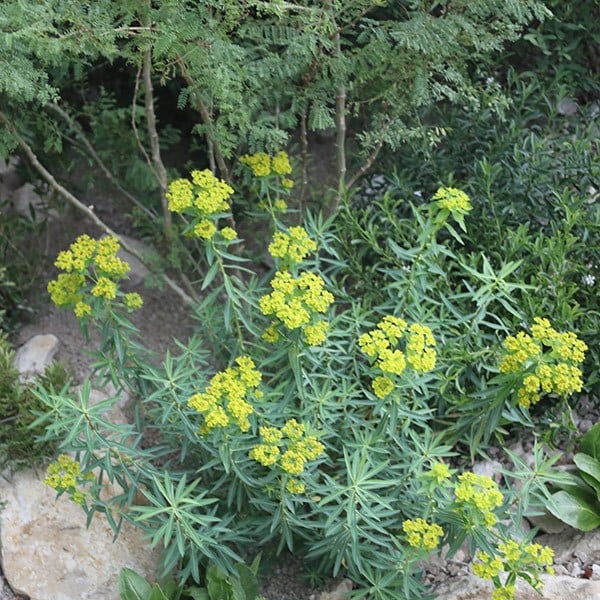 <i>Euphorbia ceratocarpa</i> 