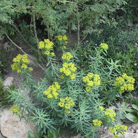 Euphorbia ceratocarpa