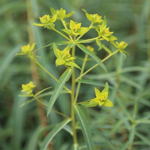 Euphorbia ceratocarpa