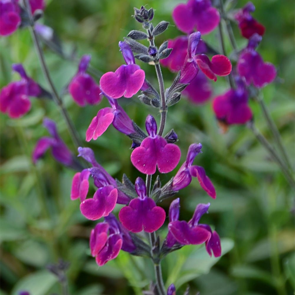 <i>Salvia</i> ×  <i>jamensis</i> <b class=small-caps>Violette de Loire </b> ('Barsal) (PBR)