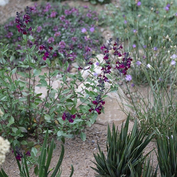 sage Violet de Loire