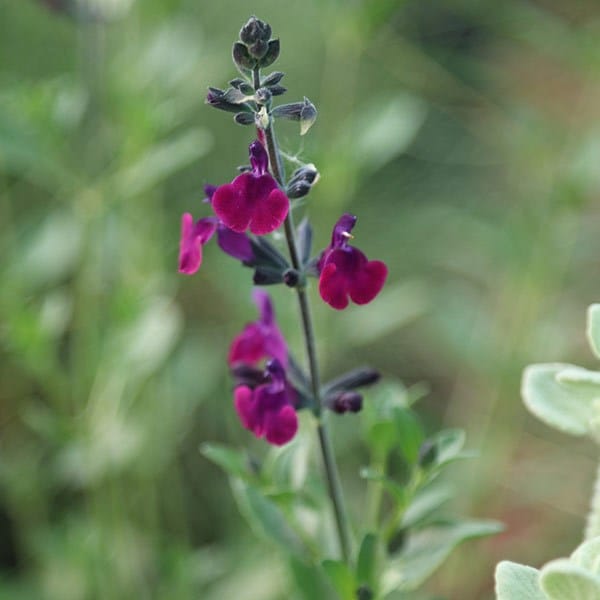 Salvia × jamensis Violette de Loire ('Barsal') (PBR)