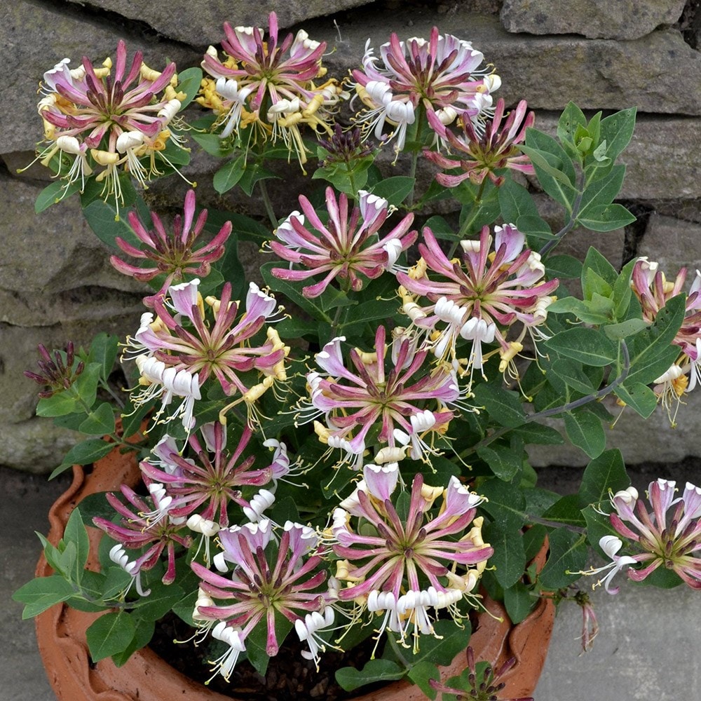 Product options image