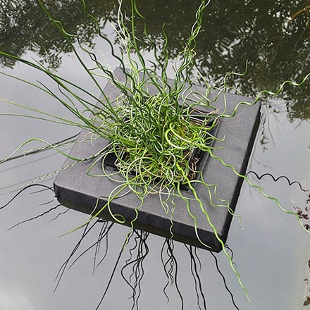 Floating island for shallow water plants