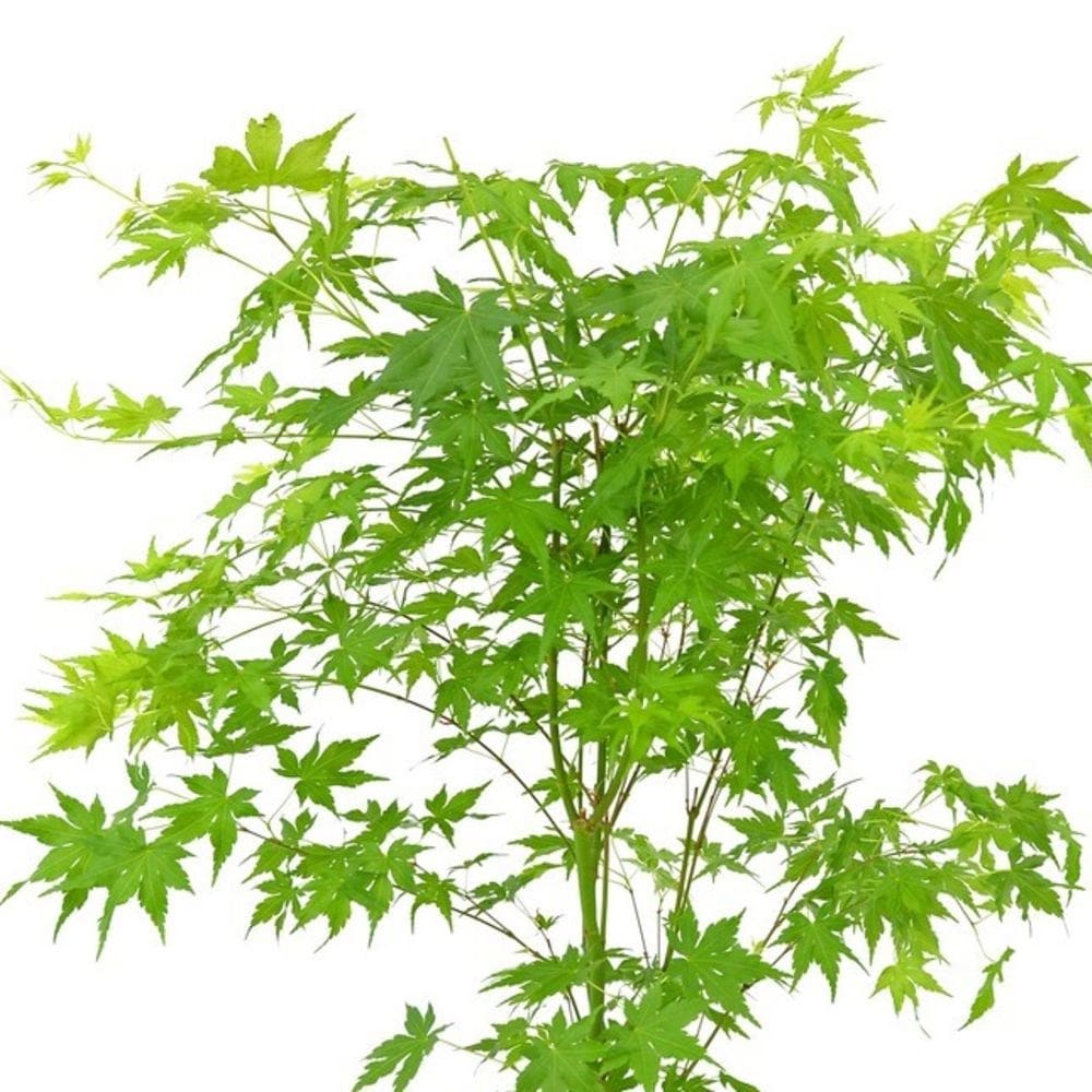 Japanese maple deals green