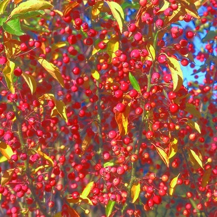 Picture of Malus Adirondack