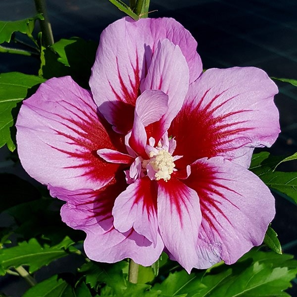 Hibiscus syriacus Purple Pillar ('Gandini Santiago') (PBR)