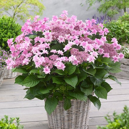Picture of Hydrangea macrophylla Doppio Rosa