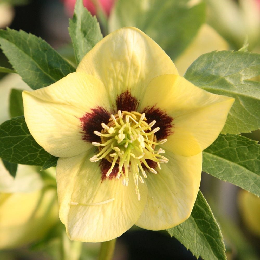Lenten rose hellebore