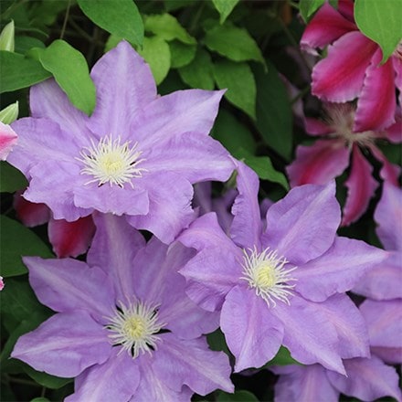 <i>Clematis</i> 'H.F. Young'