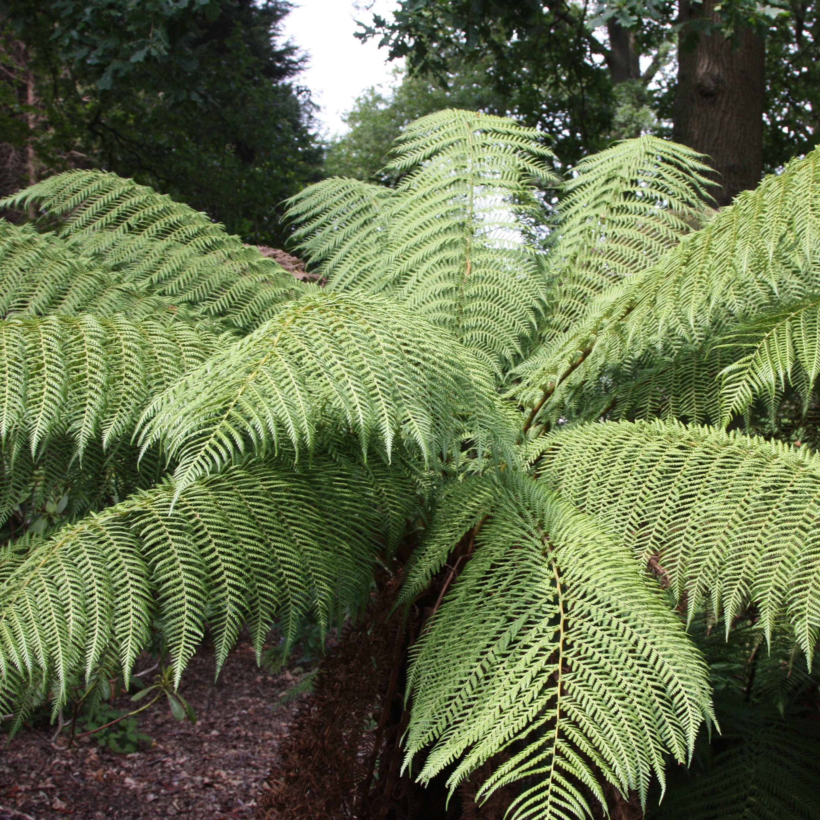 Buy Tree Fern Dicksonia Antarctica: £79.99 Delivery By Crocus