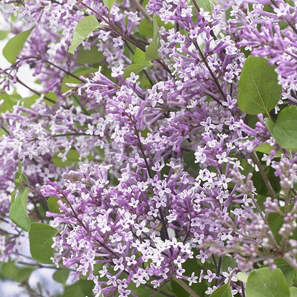 <i>Syringa meyeri</i> <b class=small-caps>Flowerfesta Purple</b> ('Anny200809') (PBR)(Flowerfesta Series)