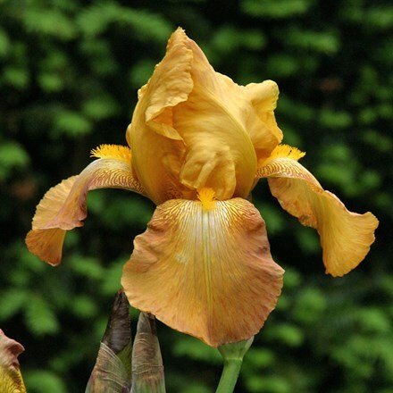 Picture of Iris Casque d'Or