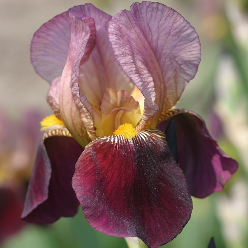 buy bearded iris iris
