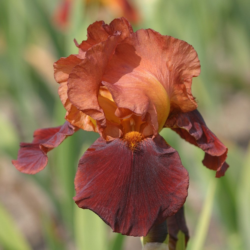 <i>Iris</i> 'Natchez Trace'