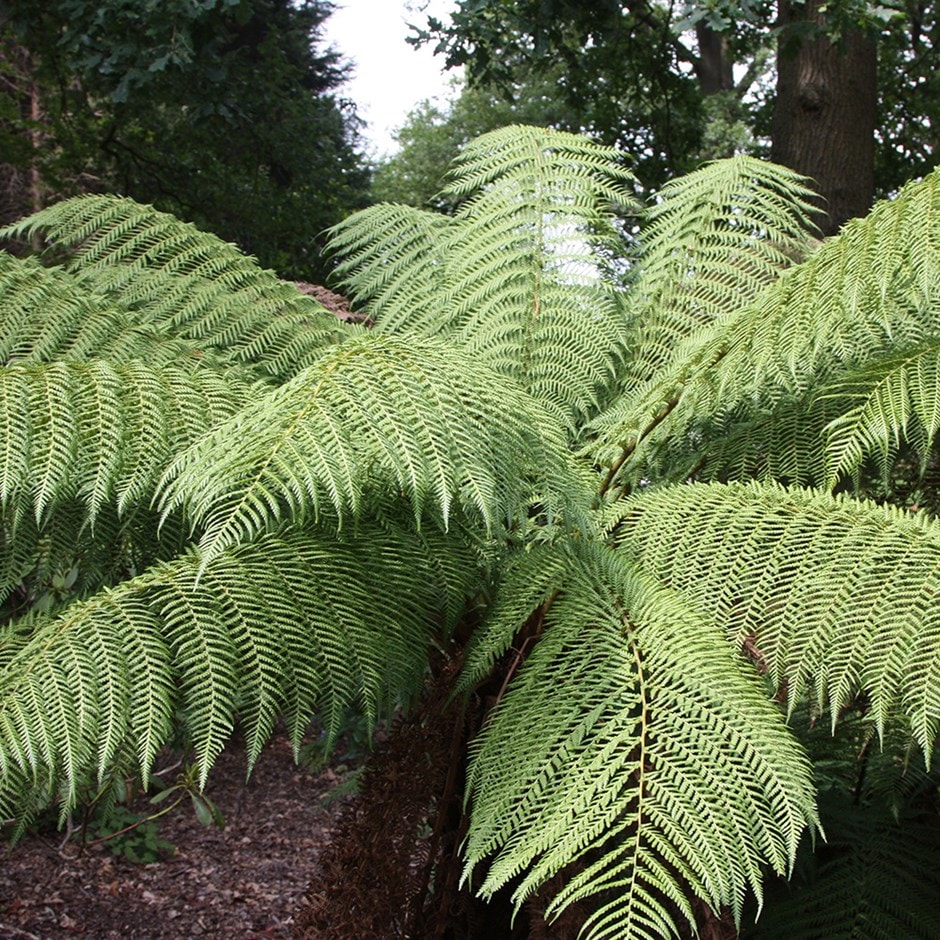 Buy tree fern Dicksonia antarctica: £54.99 Delivery by Crocus