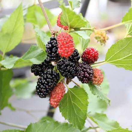 Buy RHS Chelsea Flower Show Plant of the year 2017 dwarf mulberry Mojo Berry  ('Matsunaga') (PBR): £17.24 Delivery by Crocus