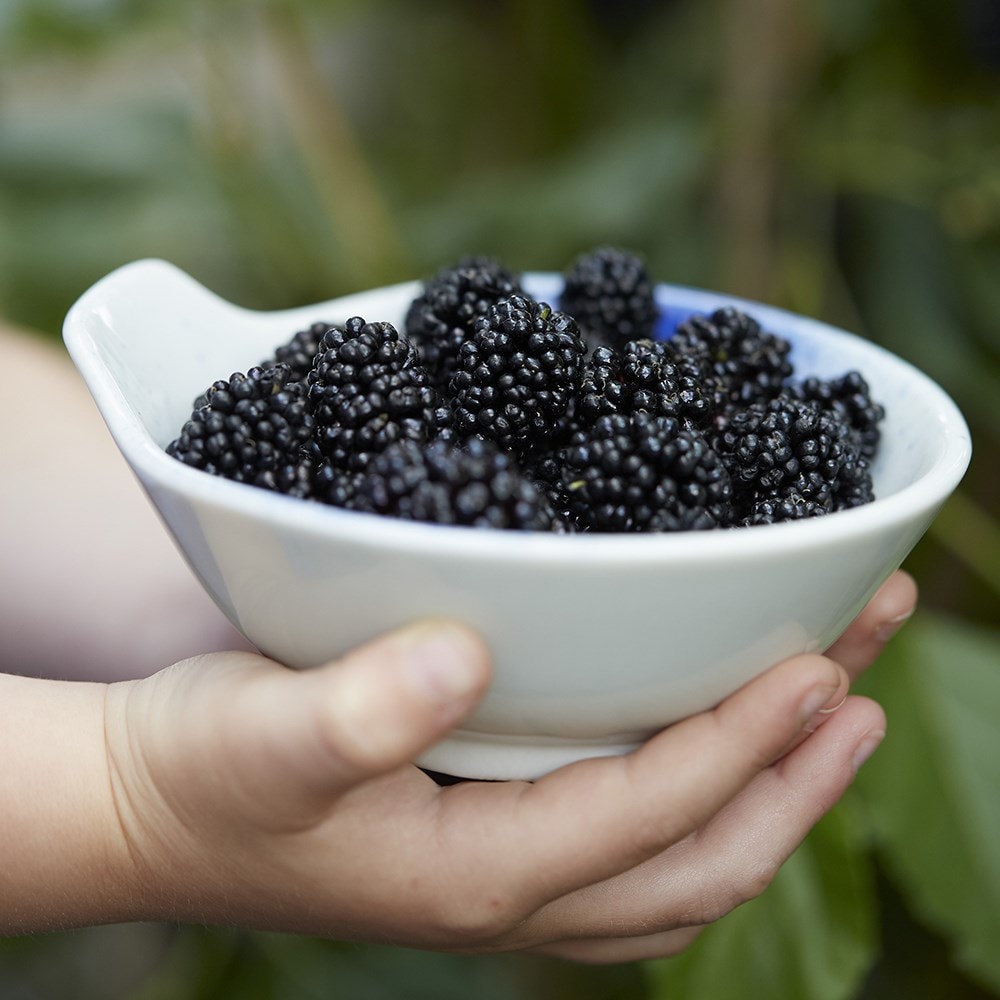 dwarf mulberry  <b class=small-caps>Mojo Berry</b> ('Matsunaga') (PBR)