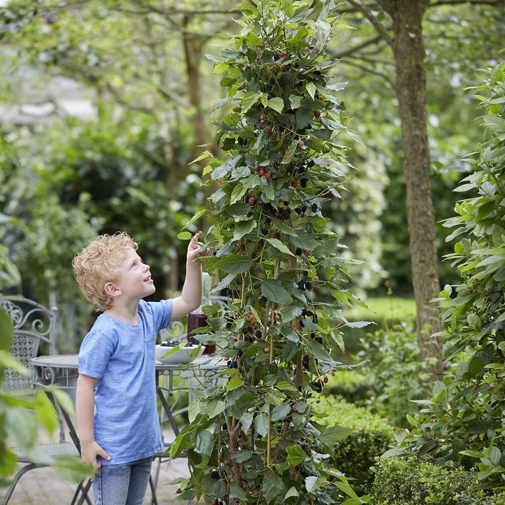 dwarf mulberry  <b class=small-caps>Mojo Berry</b> ('Matsunaga') (PBR)