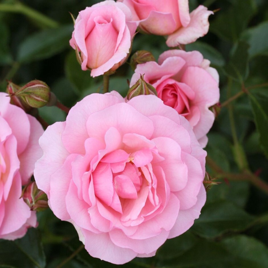 Buy rose happy retirement (floribunda) Rosa 'Happy Retirement ...