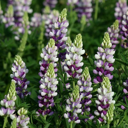 Picture of Lupinus hartwegii Avalune Lilac-White