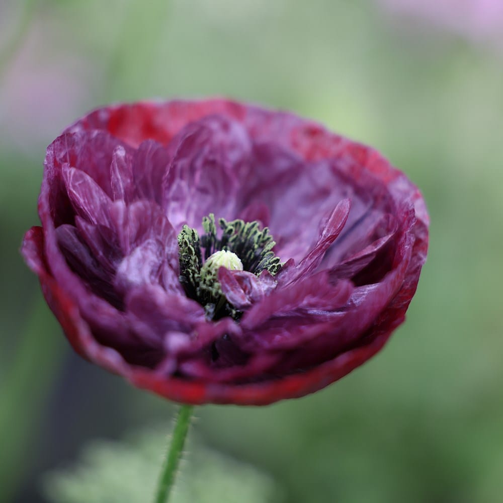 Product options image