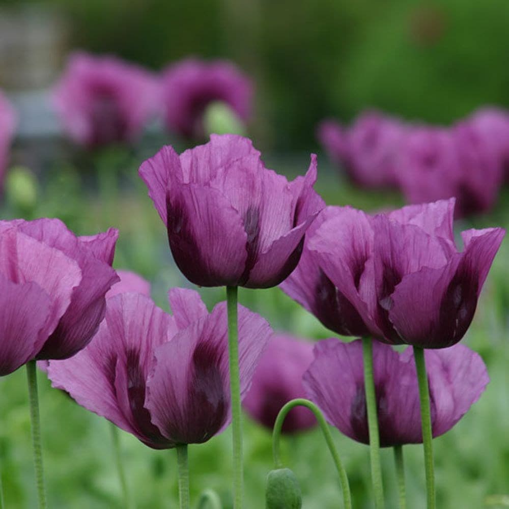 Buy Opium Poppy Papaver Somniferum Hungarian Blue   Pl2000023924 