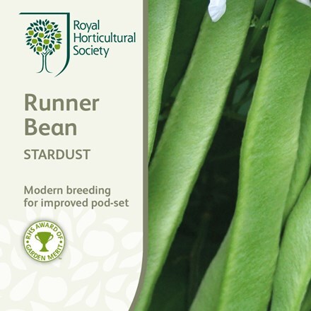 Picture of runner bean Stardust