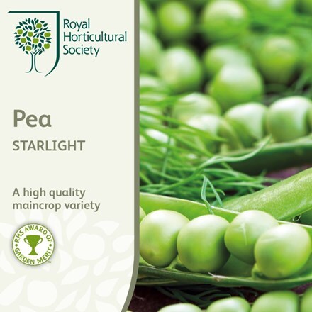 Picture of pea Starlight