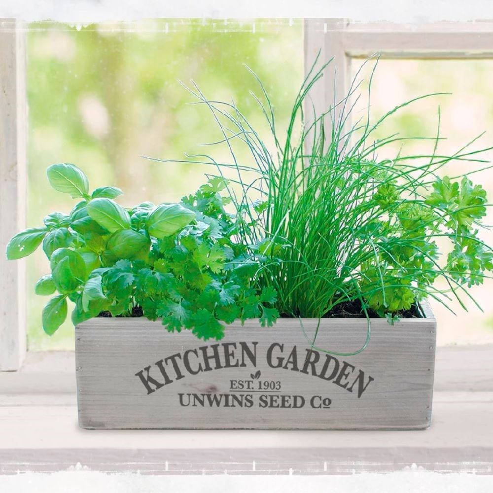Herb Garden Windowsill Starter Kit DIY Garden Gifts for Kid Adult 10 Herb Indoor Kitchen Growing Herb Complete Set Including Everything for Beginner 