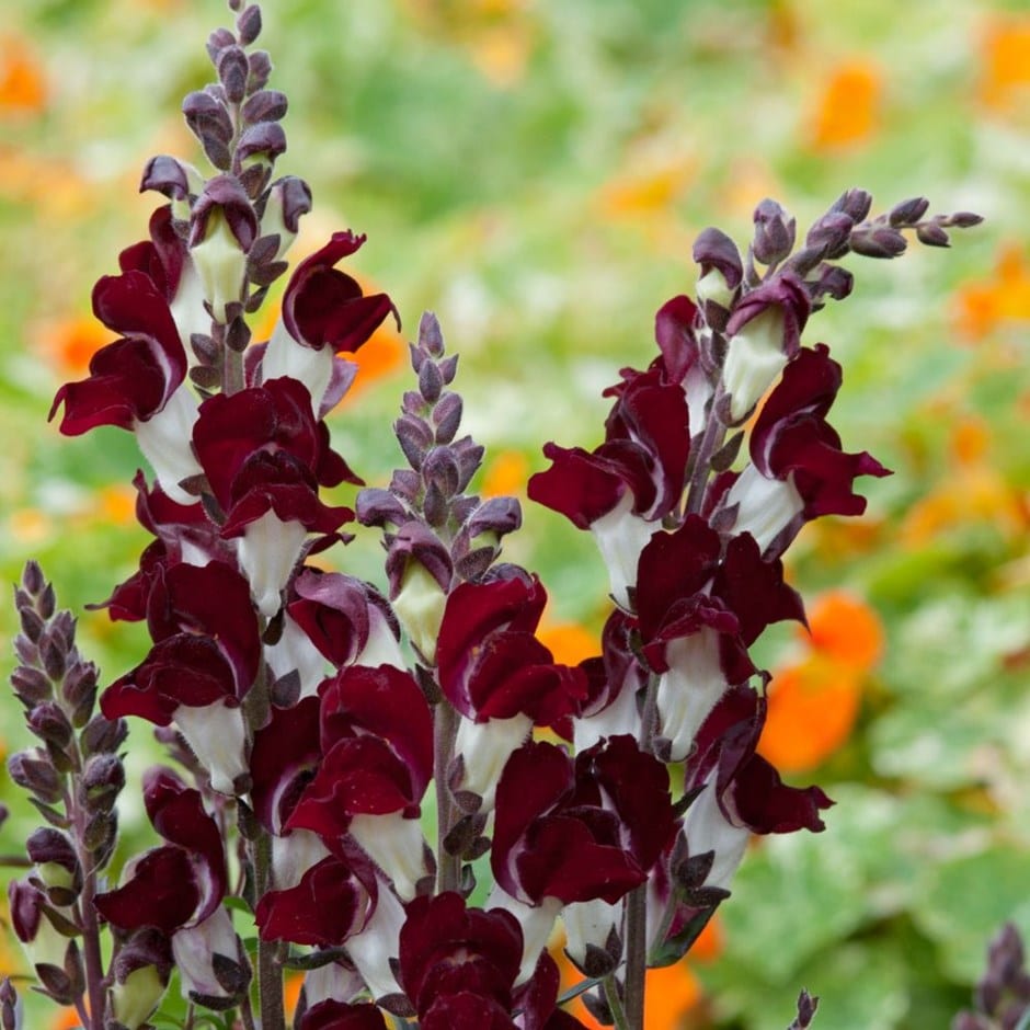 <i>Antirrhinum majus</i> 'Night and Day'